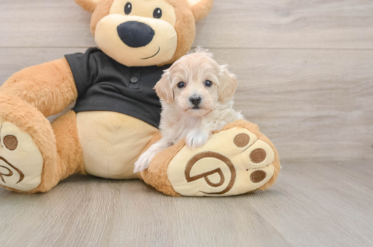 Fluffy Maltipoo Poodle Mix Pup