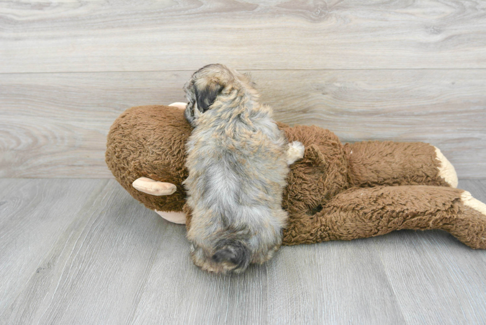 Smart Maltipoo Poodle Mix Pup