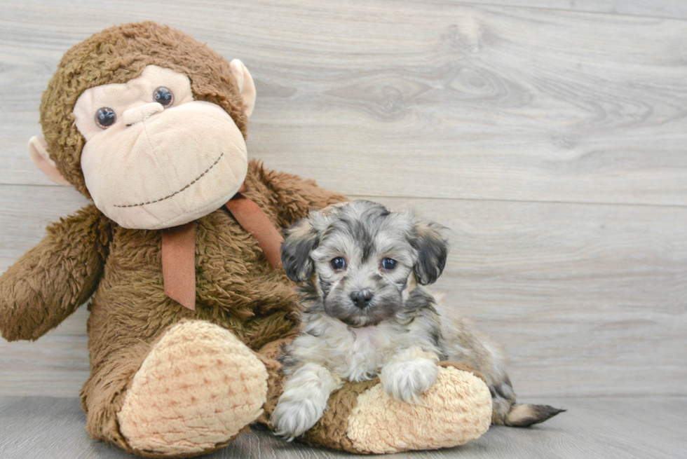 Little Maltepoo Poodle Mix Puppy