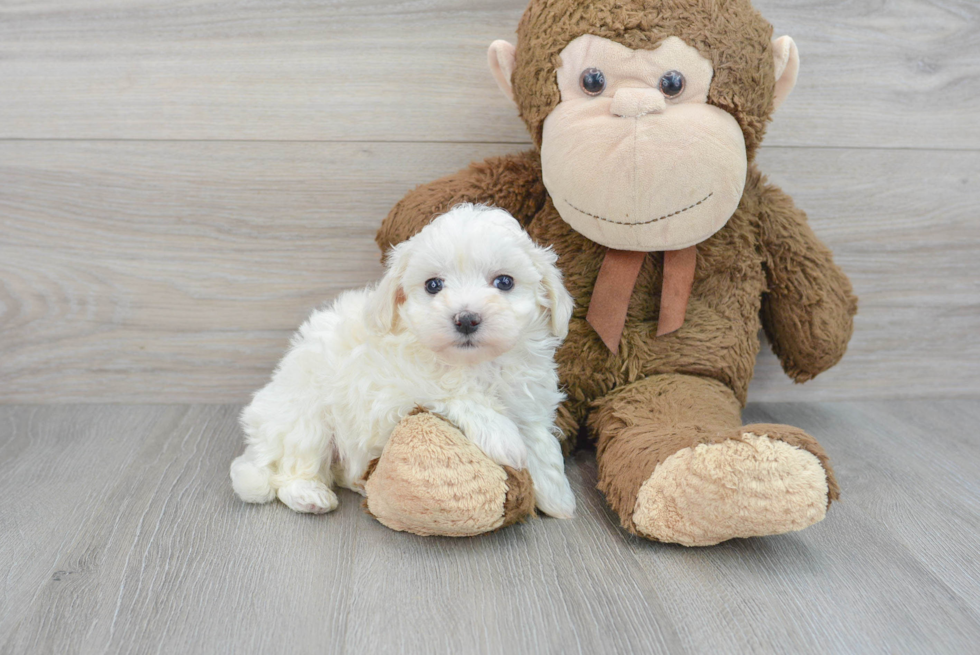 Maltipoo Pup Being Cute