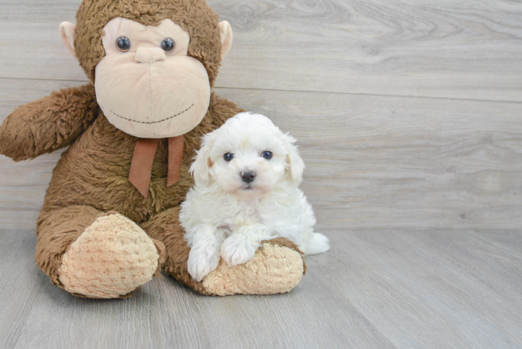 Adorable Maltese Poodle Poodle Mix Puppy