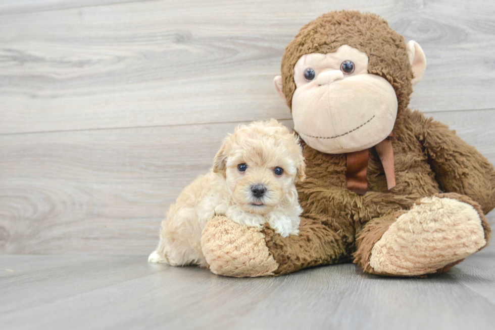 Happy Maltipoo Baby