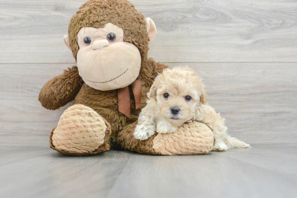 Hypoallergenic Maltepoo Poodle Mix Puppy