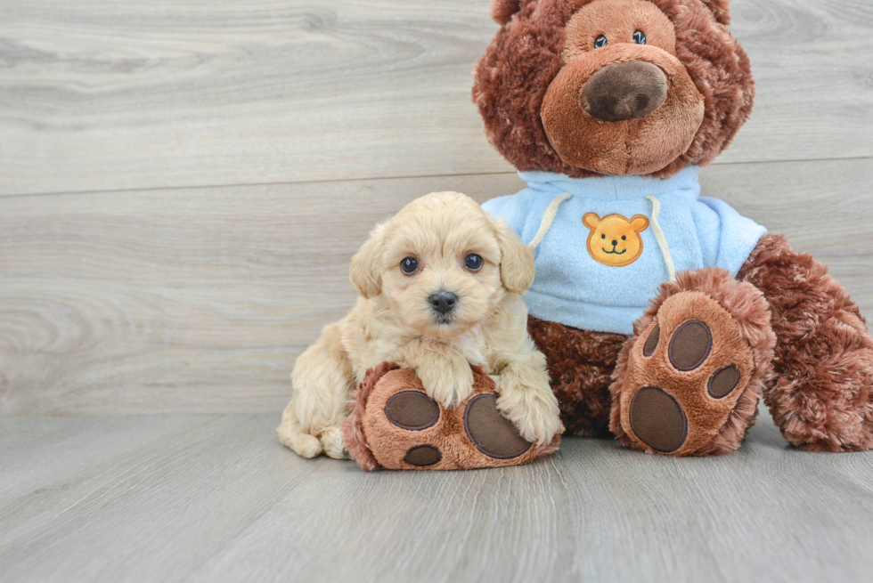 Petite Maltipoo Poodle Mix Pup