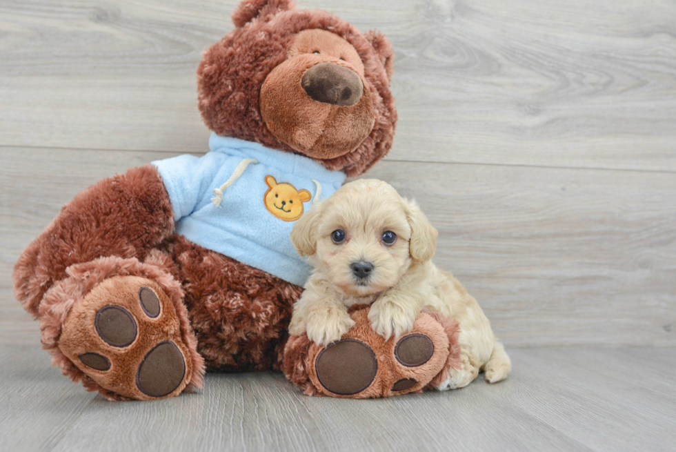 Cute Maltipoo Baby