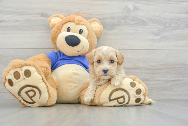 Little Maltepoo Poodle Mix Puppy