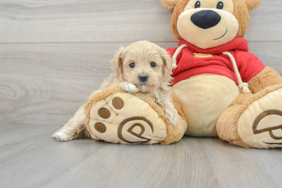 Maltipoo Puppy for Adoption