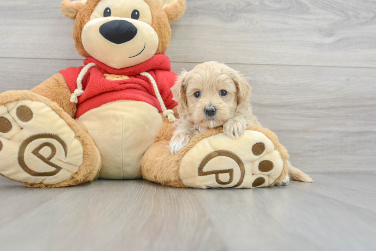 Friendly Maltipoo Baby