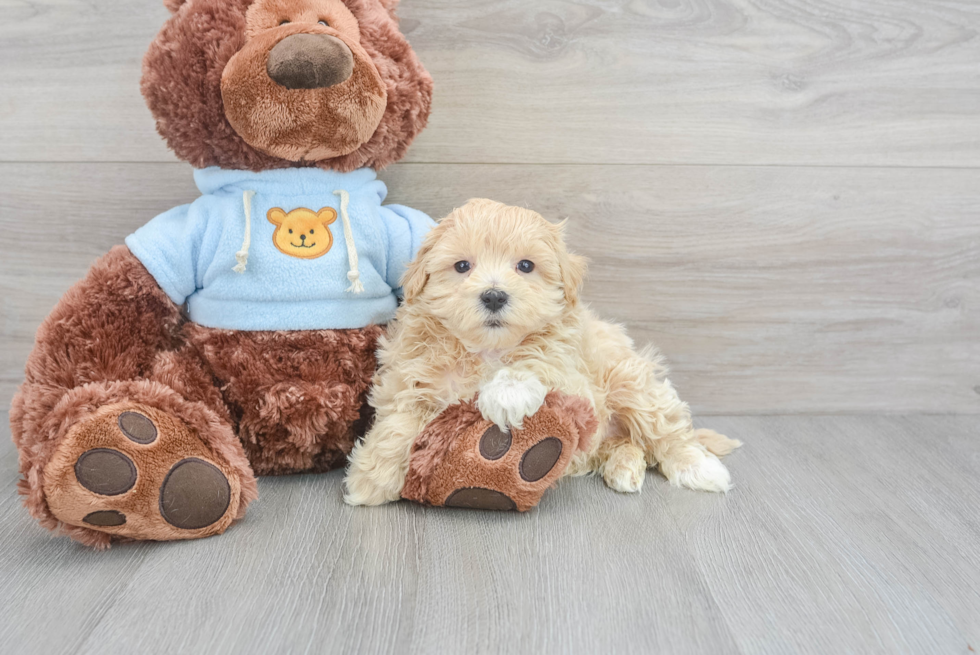 Fluffy Maltipoo Poodle Mix Pup