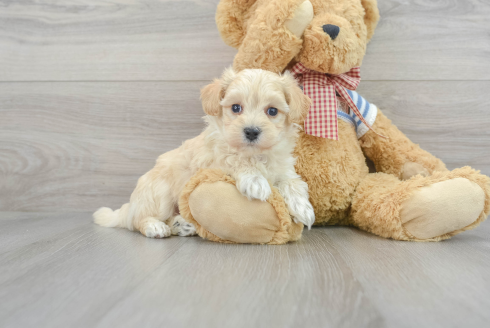 Maltipoo Puppy for Adoption