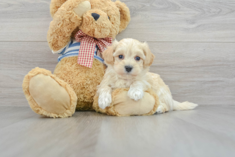 Happy Maltipoo Baby