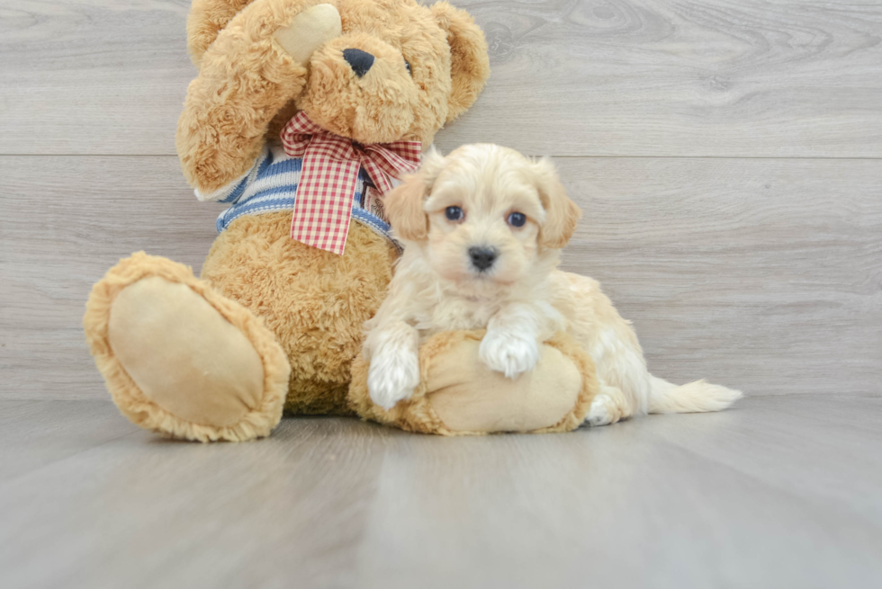 Happy Maltipoo Baby