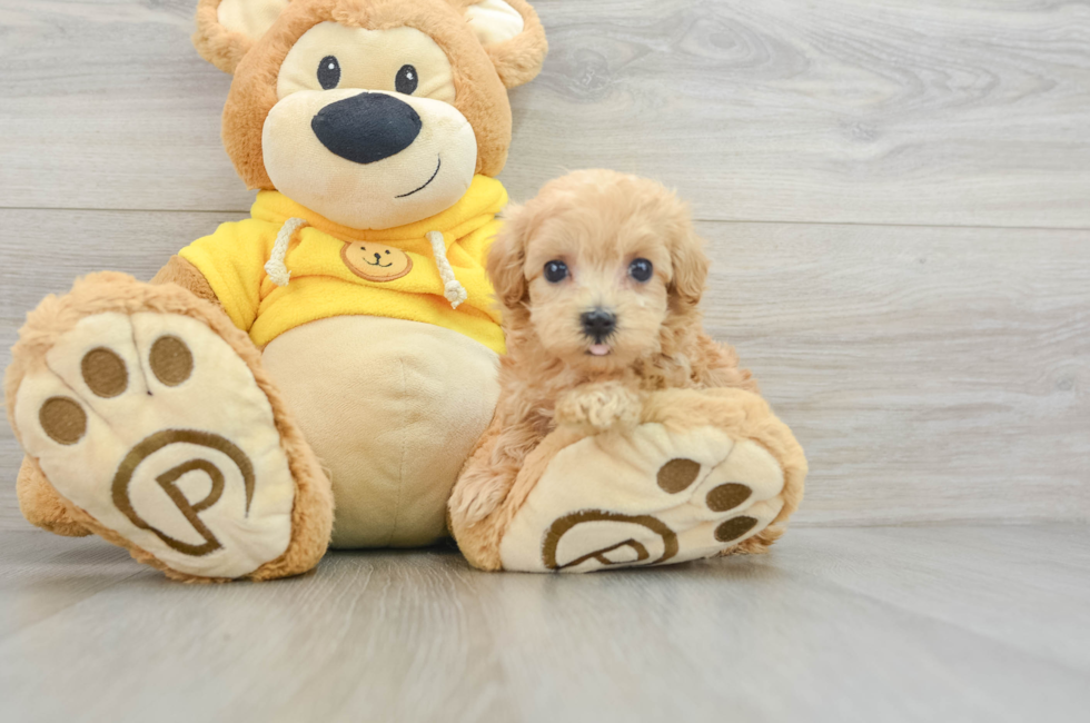 6 week old Maltipoo Puppy For Sale - Premier Pups