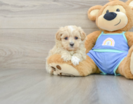 7 week old Maltipoo Puppy For Sale - Premier Pups