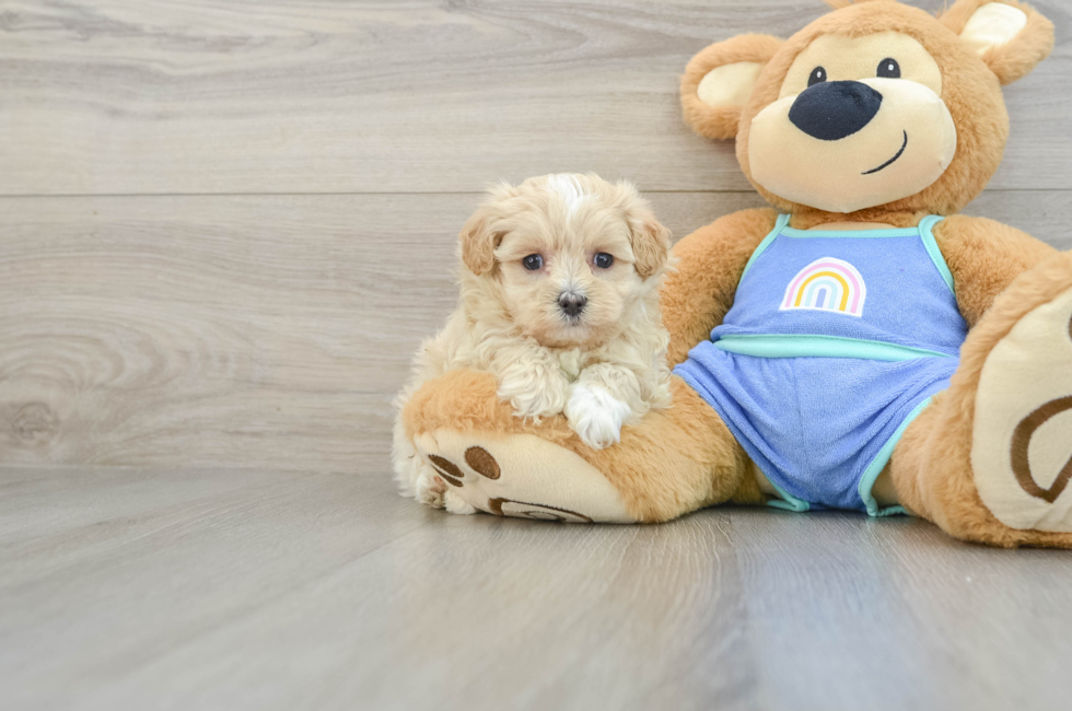 7 week old Maltipoo Puppy For Sale - Premier Pups