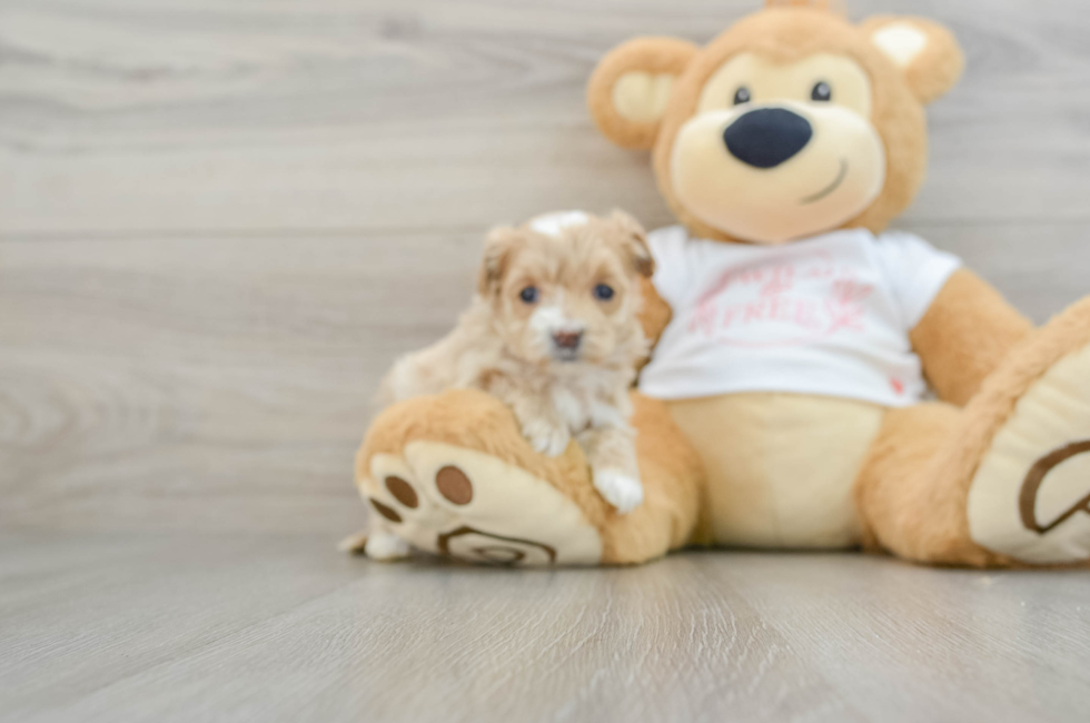 6 week old Maltipoo Puppy For Sale - Premier Pups