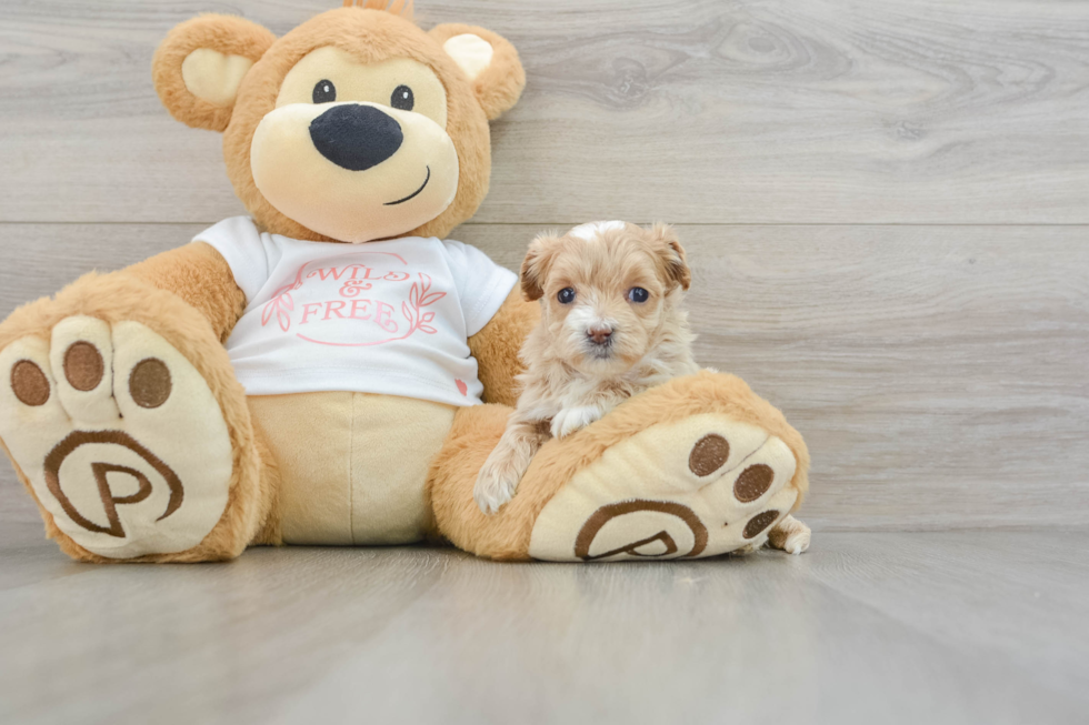 Fluffy Maltipoo Poodle Mix Pup