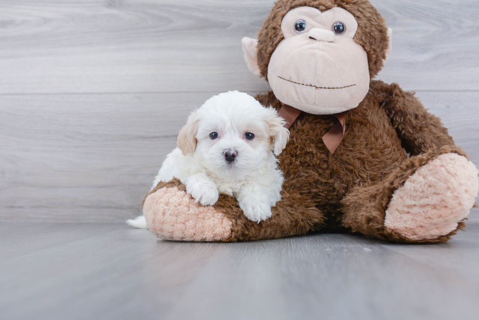 Best Maltipoo Baby