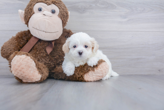 Maltipoo Puppy for Adoption