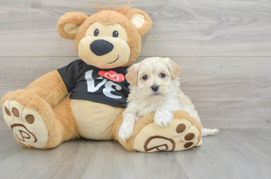 Maltipoo Pup Being Cute