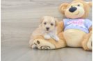 Best Maltipoo Baby