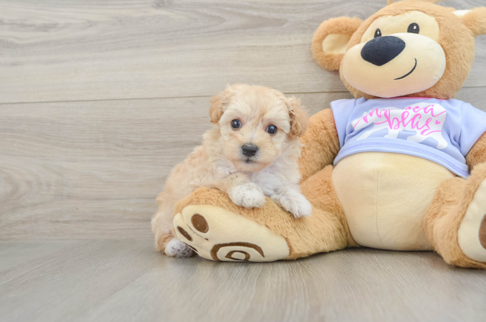 5 week old Maltipoo Puppy For Sale - Premier Pups