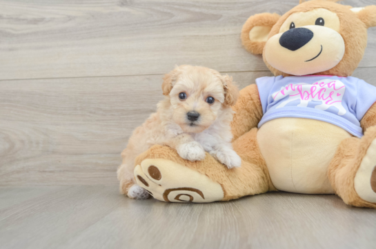 Best Maltipoo Baby