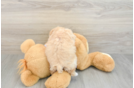 Petite Maltipoo Poodle Mix Pup