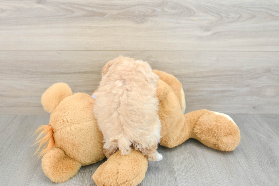 Petite Maltipoo Poodle Mix Pup