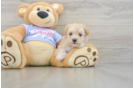 Hypoallergenic Maltepoo Poodle Mix Puppy