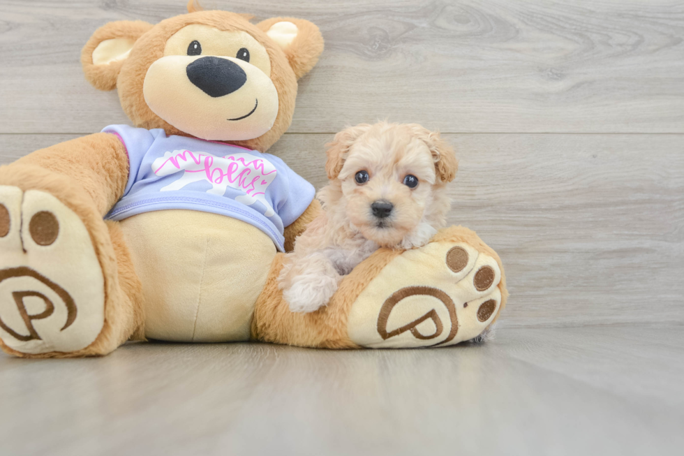 Hypoallergenic Maltepoo Poodle Mix Puppy