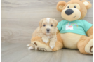 Energetic Malt Oodle Poodle Mix Puppy
