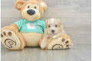 Petite Maltipoo Poodle Mix Pup