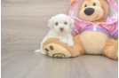 Friendly Maltipoo Baby