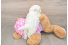 Sweet Maltipoo Baby