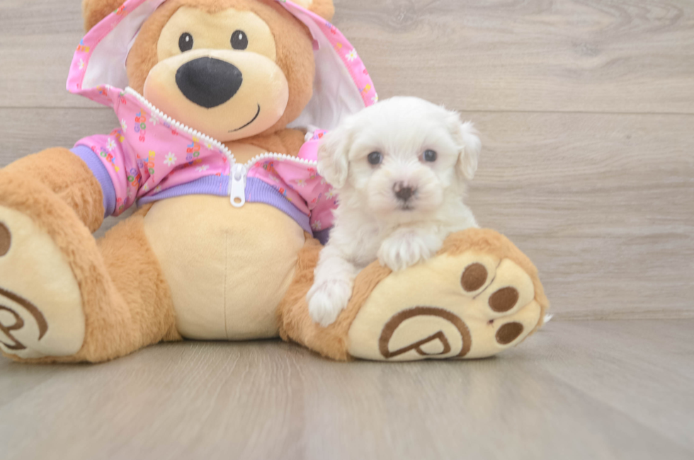 6 week old Maltipoo Puppy For Sale - Premier Pups