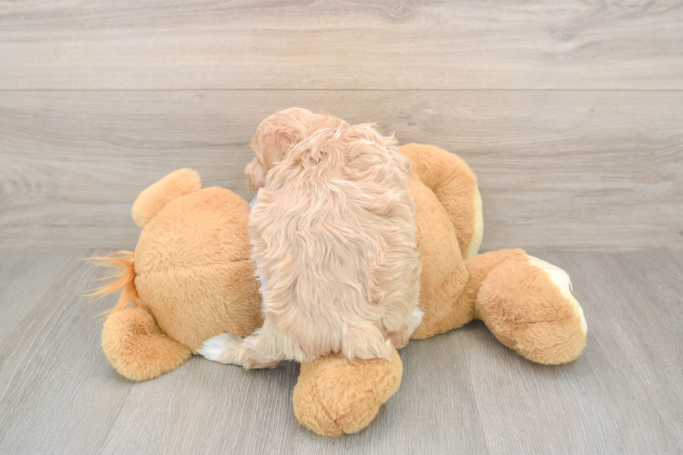 Maltipoo Pup Being Cute