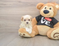 7 week old Maltipoo Puppy For Sale - Premier Pups