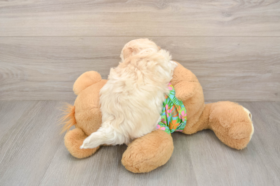 Maltipoo Pup Being Cute