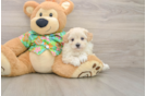 Happy Maltipoo Baby
