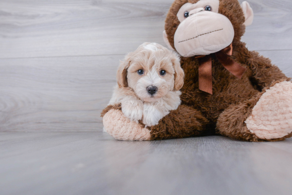 Happy Maltipoo Baby