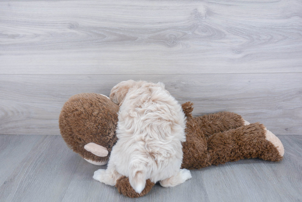 Maltipoo Pup Being Cute