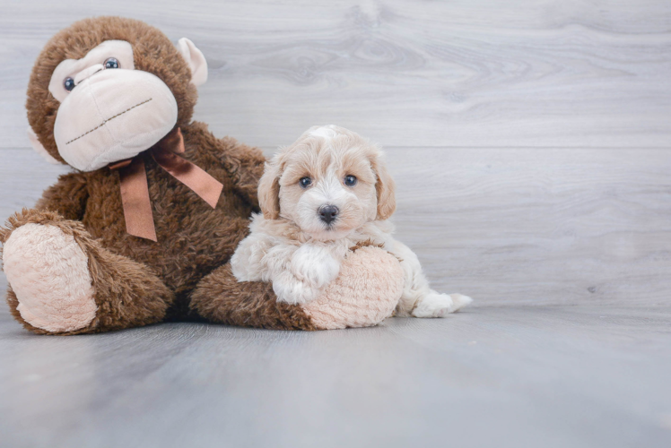 Maltipoo Pup Being Cute