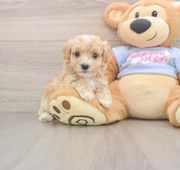 9 week old Maltipoo Puppy For Sale - Premier Pups