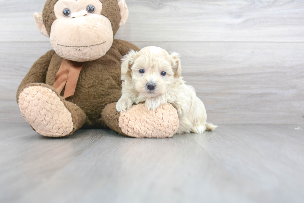 Maltipoo Pup Being Cute