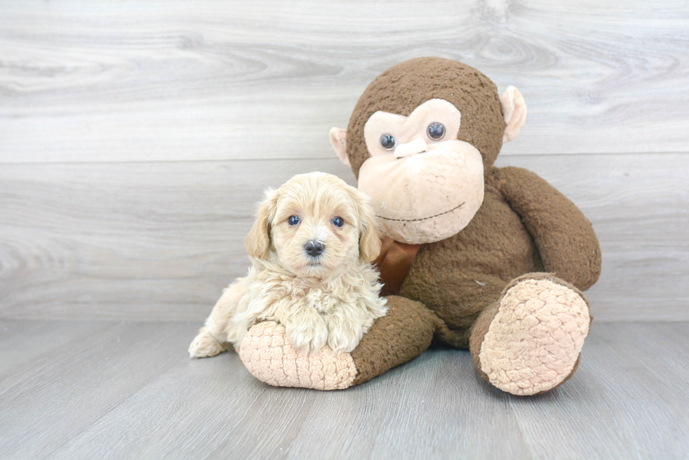 Maltipoo Pup Being Cute