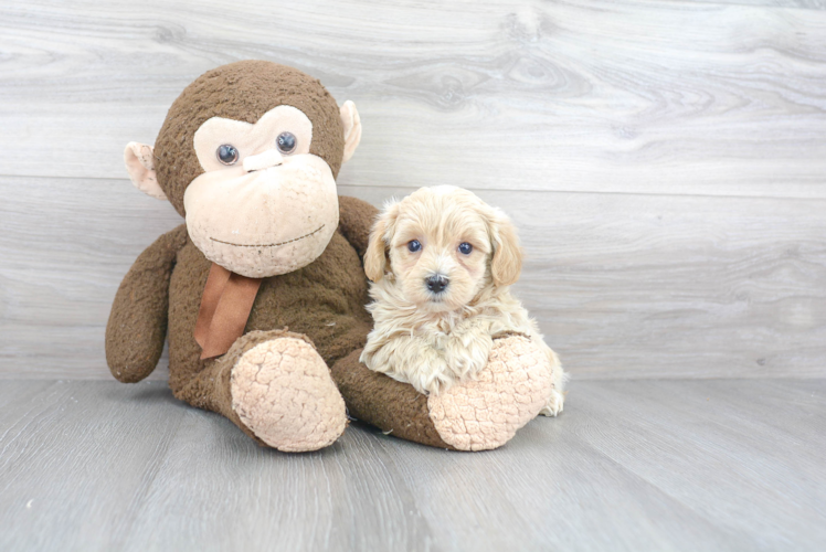 Best Maltipoo Baby