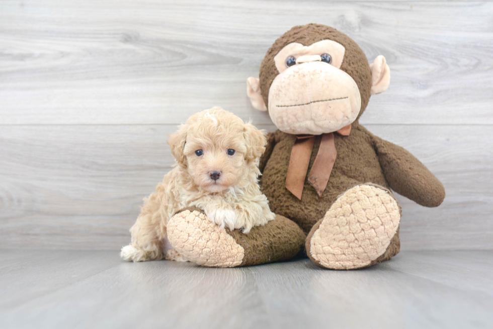 Maltipoo Pup Being Cute