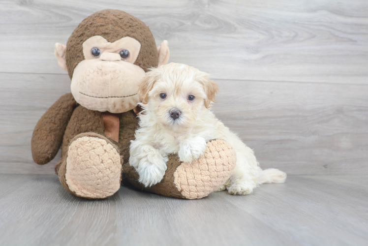 Maltipoo Pup Being Cute