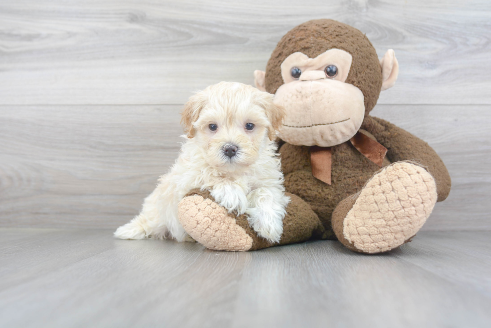 Friendly Maltipoo Baby